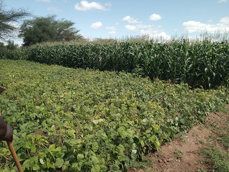 Kakuma Agriculture project Supported by Misean Cara